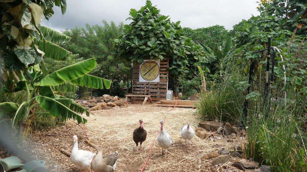 Hoʻopulapula Academy Helps Students Connect to Culture and the Aina