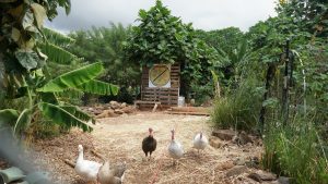 Hoʻopulapula Academy Helps Students Connect to Culture and the Aina